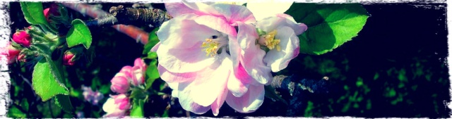 Apple_tree_blossom